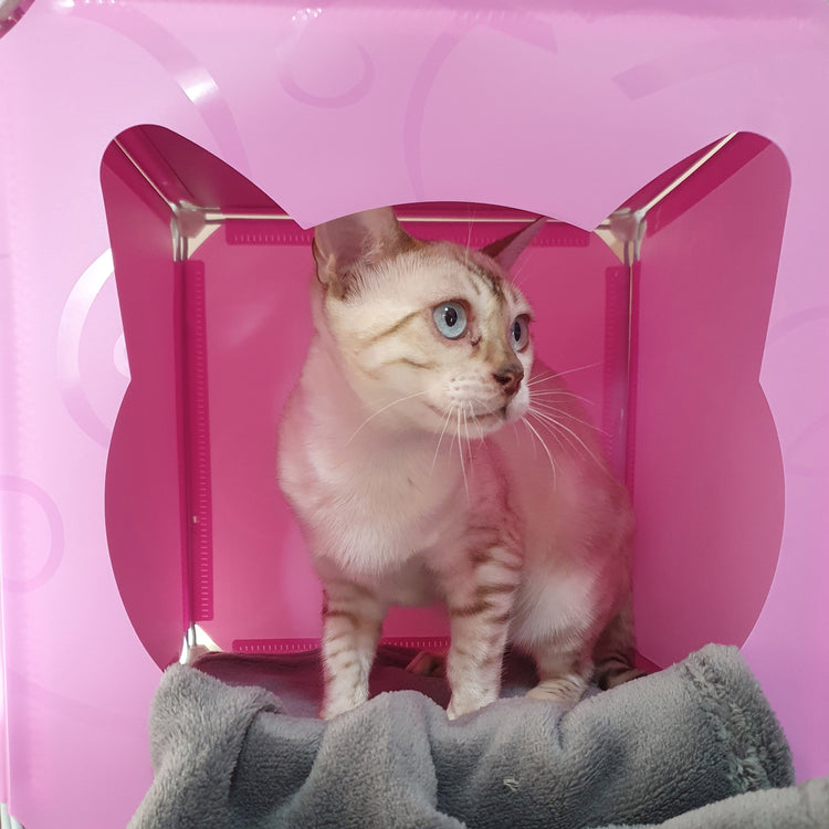 Cat Activity Cube