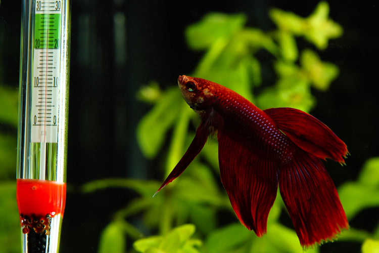 Aquarium Fish