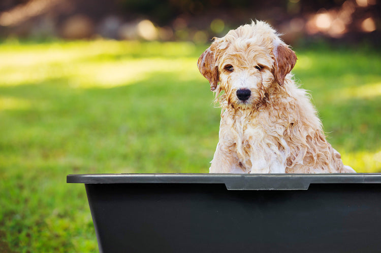 Dog in Dog Bath