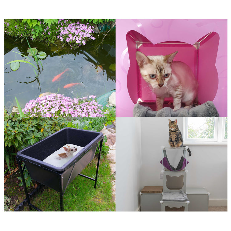 Pet Products, Cat, Dog, Fish