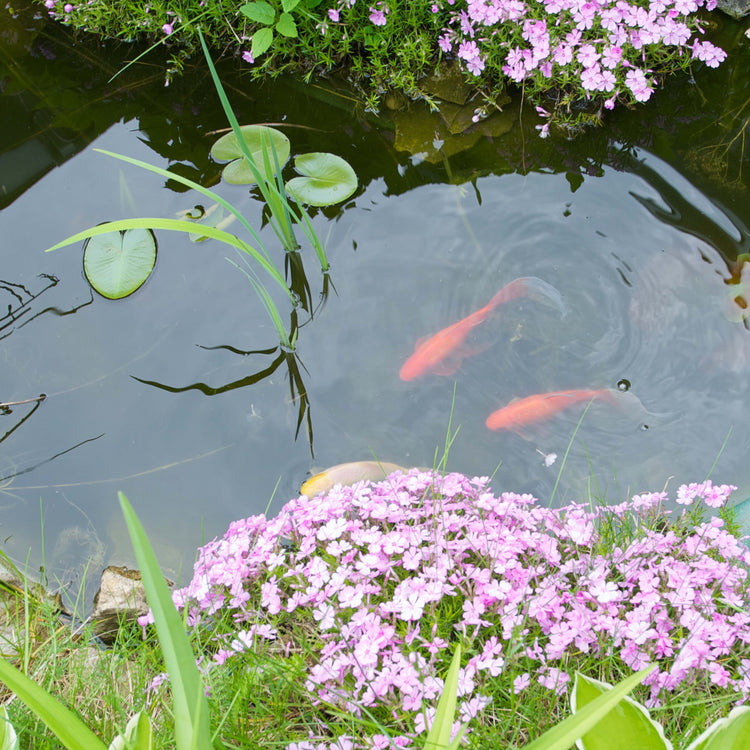 Pond Fish Equipment